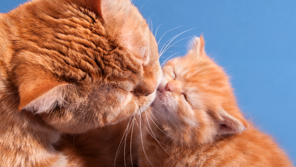 Yavru kedi ne yer, ne ile beslenir?