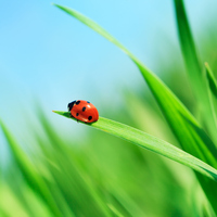 Uğur böceği ne yer, ne ile beslenir?
