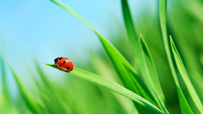 Uğur böceği ne yer, ne ile beslenir?