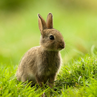Tavşanlar ne yer, ne ile beslenir?