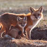 Tilki ne yer, ne ile beslenir?