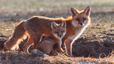 Tilki ne yer, ne ile beslenir?