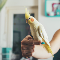 Sultan papağanı ne yer, ne ile beslenir?