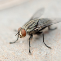 Sinek ne yer, ne ile beslenir?