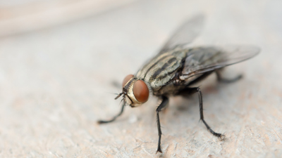 Sinek ne yer, ne ile beslenir?