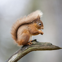 Sincap ne yer, ne ile beslenir?