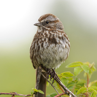 Serçe ne yer, ne ile beslenir?