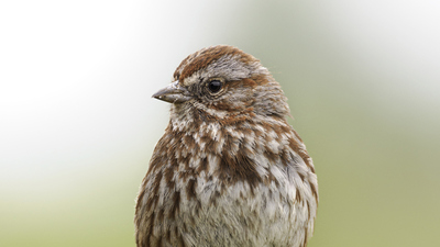 Serçe ne yer, ne ile beslenir?