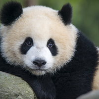 Panda ne yer, ne ile beslenir?