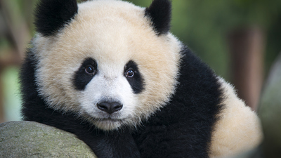 Panda ne yer, ne ile beslenir?