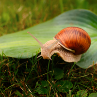 Salyangoz ne yer, ne ile beslenir?