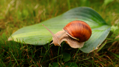 Salyangoz ne yer, ne ile beslenir?