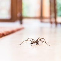 Örümcek ne yer, ne ile beslenir?