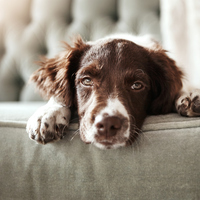 Köpek ne yer, ne ile beslenir?