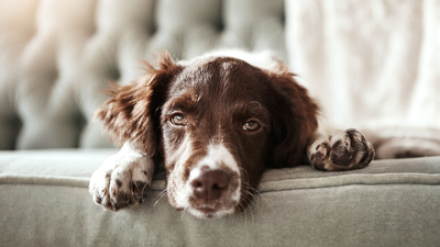 Köpek ne yer, ne ile beslenir?