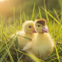 Ördekler ne yer, ne ile beslenir?