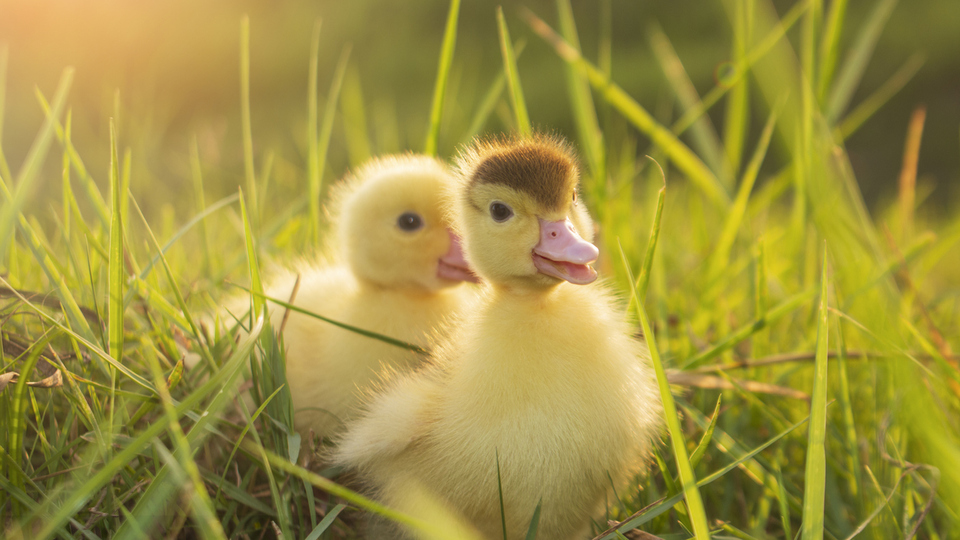 Ördekler ne yer, ne ile beslenir?