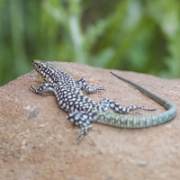 Kertenkele ne yer, ne ile beslenir?