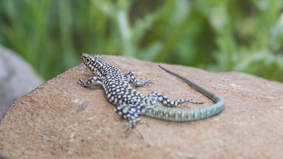 Kertenkele ne yer, ne ile beslenir?