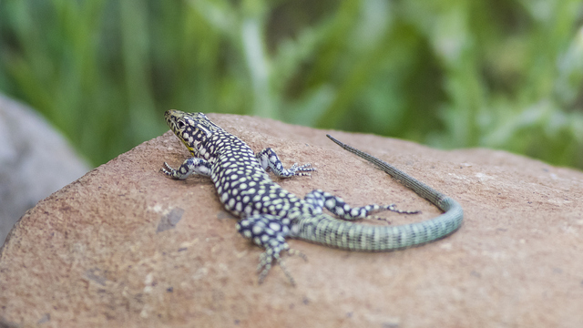 Kertenkele ne yer, ne ile beslenir?