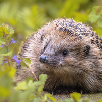 Kirpi ne yer, ne ile beslenir?