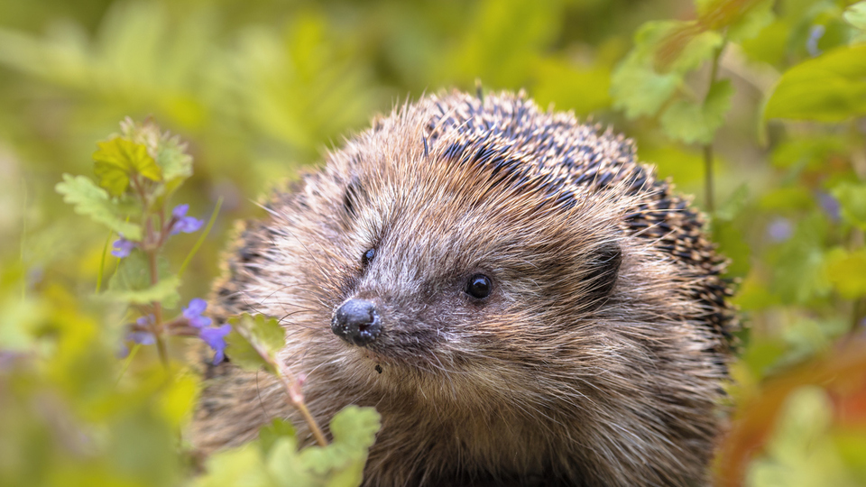 Kirpi ne yer, ne ile beslenir?