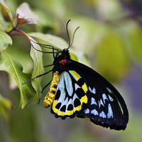 Kelebek ne yer, ne ile beslenir?