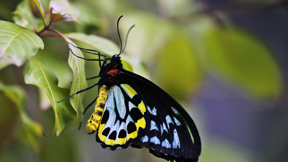 Kelebek ne yer, ne ile beslenir?