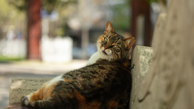 Kedi ne yer, ne ile beslenir?