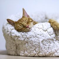 Rüyada Üçüz Bebek Görmek