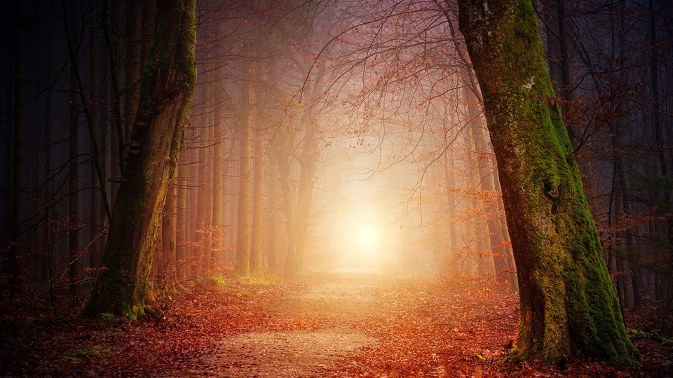 Rüyada Üstün Başarı Belgesi Almak