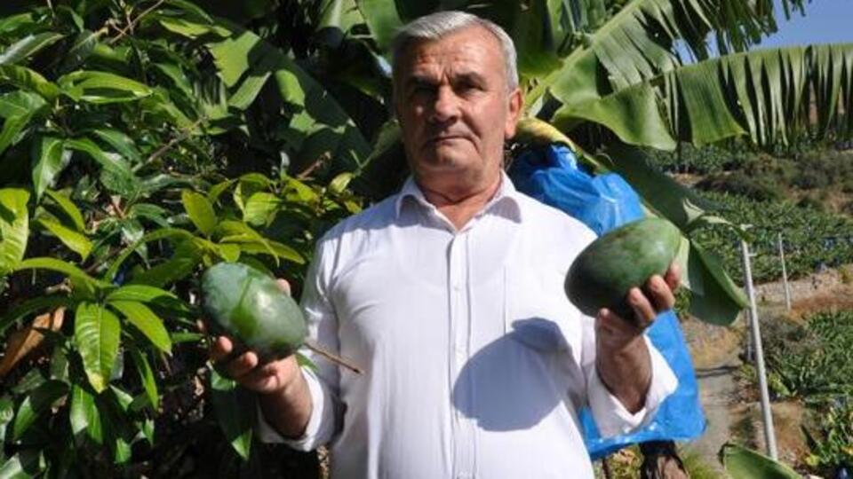 12 mango ağacından 200 bin TL gelir elde etti