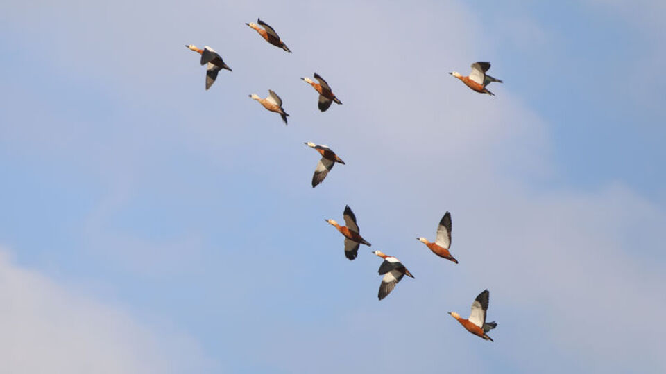 18 yıldır araştırma çalışmaları yürütülüyor