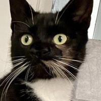 İki burunlu kedi sahiplenildi