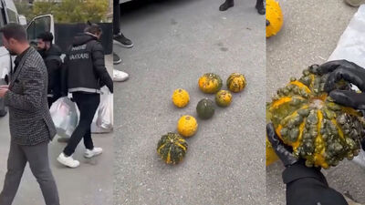 "Pes" dedirten olay! Tam 14 kilo! Bal kabağından çıktı! 