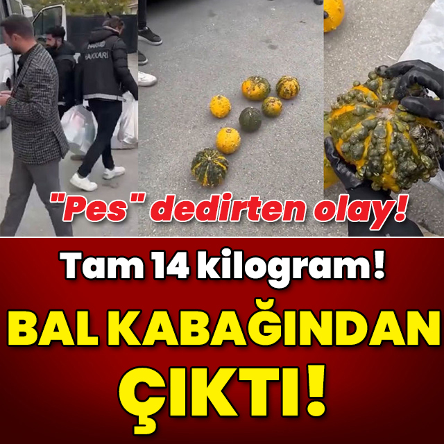 "Pes" dedirten olay! Tam 14 kilo! Bal kabağından çıktı! 