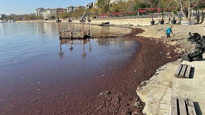 Tekirdağ'da görenler şaşırdı! Lodosla geldi! Kırmızı yosun!