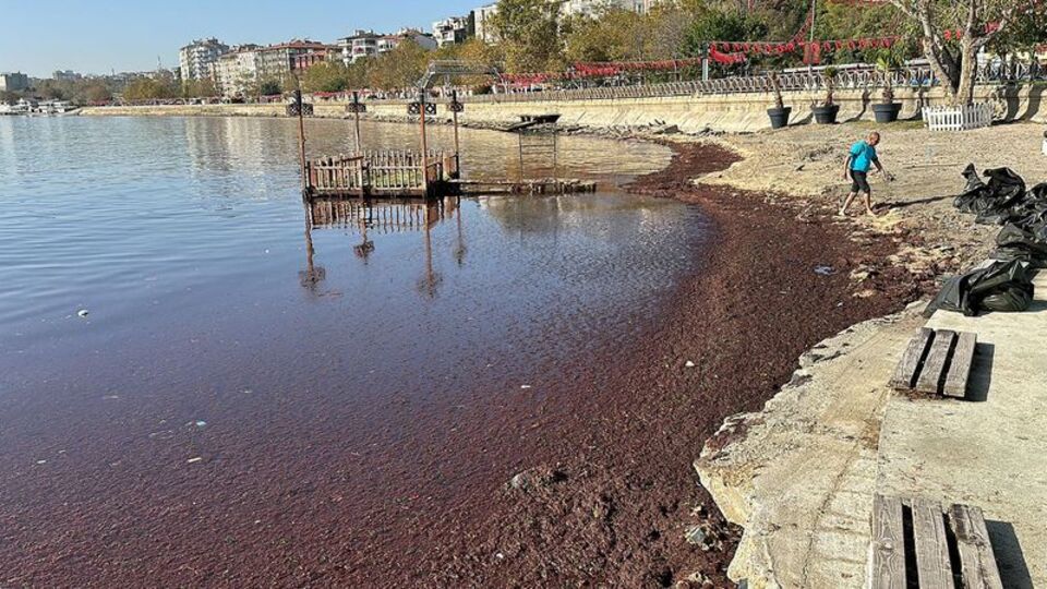 Tekirdağ'da görenler şaşırdı! Lodosla geldi! Kırmızı yosun!