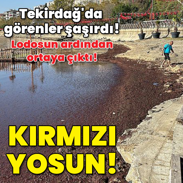 Tekirdağ'da görenler şaşırdı! Lodosla geldi! Kırmızı yosun!