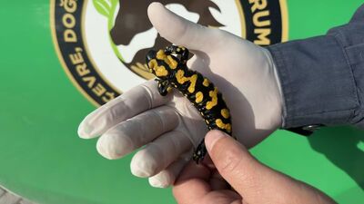 Nesli tehlike altında!