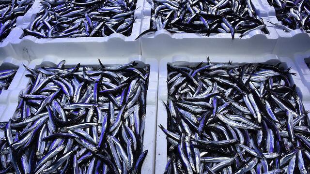 3 kilosu 100 liraya sat�l�yor