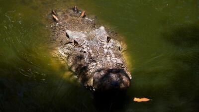 Avustralyalı çiftçi kendisini ısıran timsahı ısırarak kurtuldu