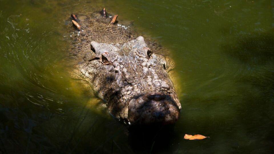 Avustralyalı çiftçi kendisini ısıran timsahı ısırarak kurtuldu