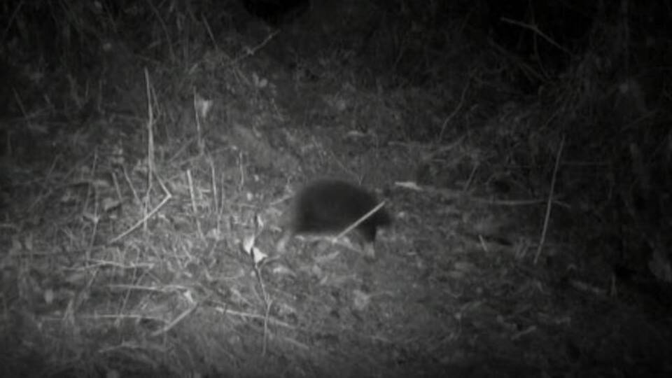 62 yıl aradan sonra görüldü