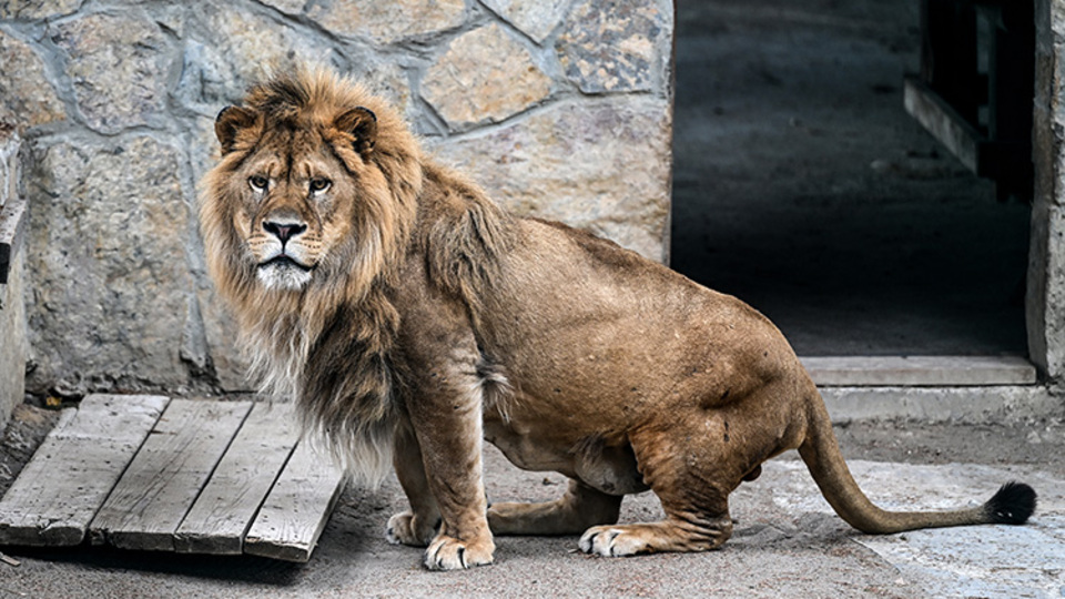 Sirkten kaçan aslan paniğe yol açtı