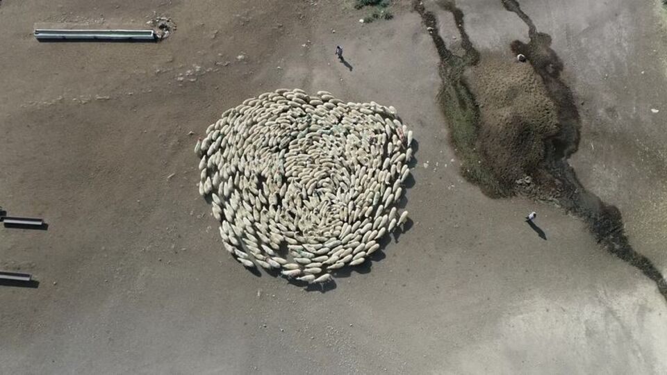 Koyun sürüsü dakikalarca durmadan döndü!