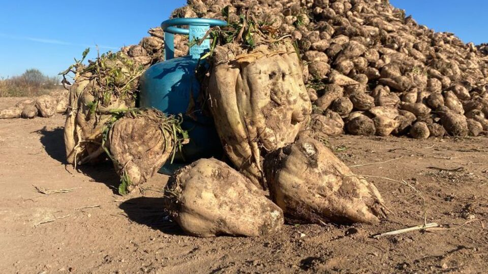 Sivas'ta yetişen dev pancarlar şaşırttı