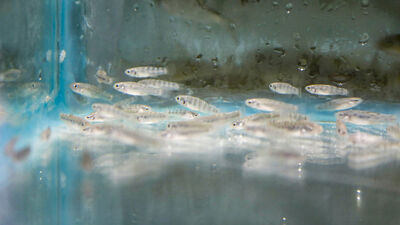 Antalya'da üretildi!