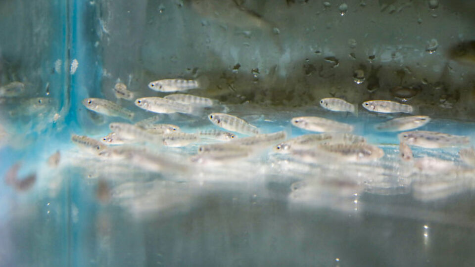 Antalya'da üretildi!