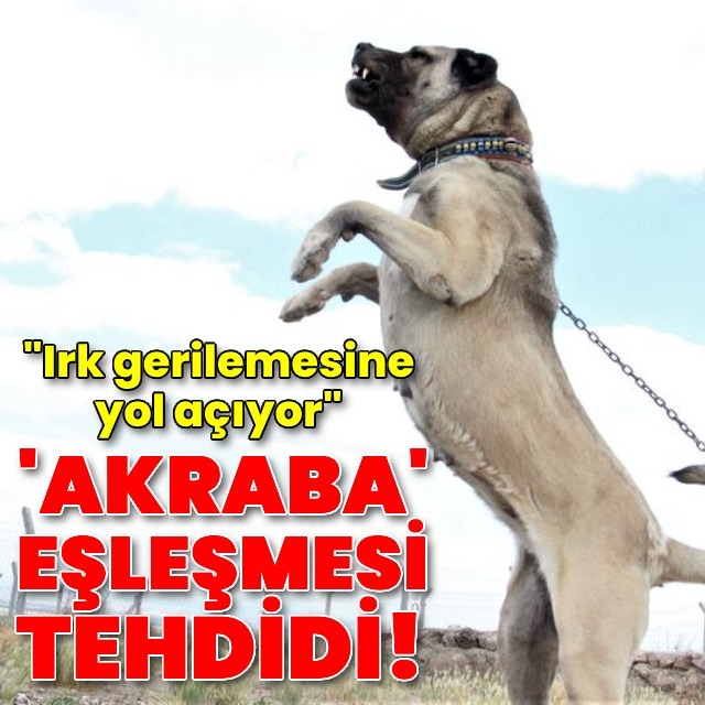 Kangal'larla ilgili 'kan bağı' uyarısı!